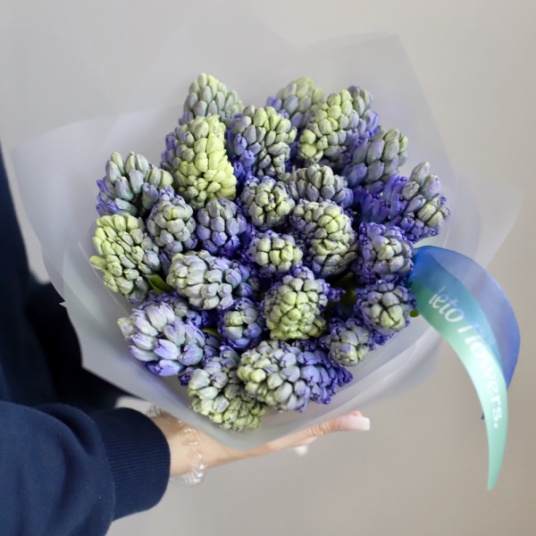 Blue Hyacinthus - 25 гиацинтов