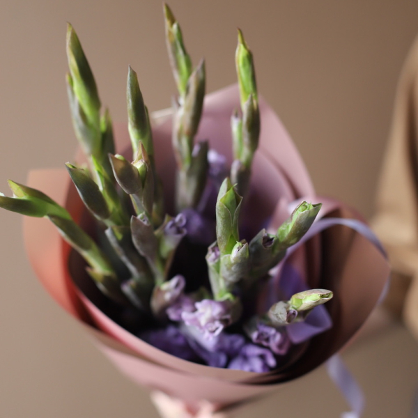 Lilac Gladiolus - 9 гладиолусов
